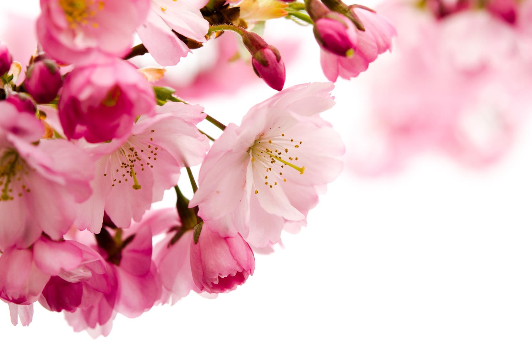 BIO Kirschblüten Likör 0.1 l, 18 vol%