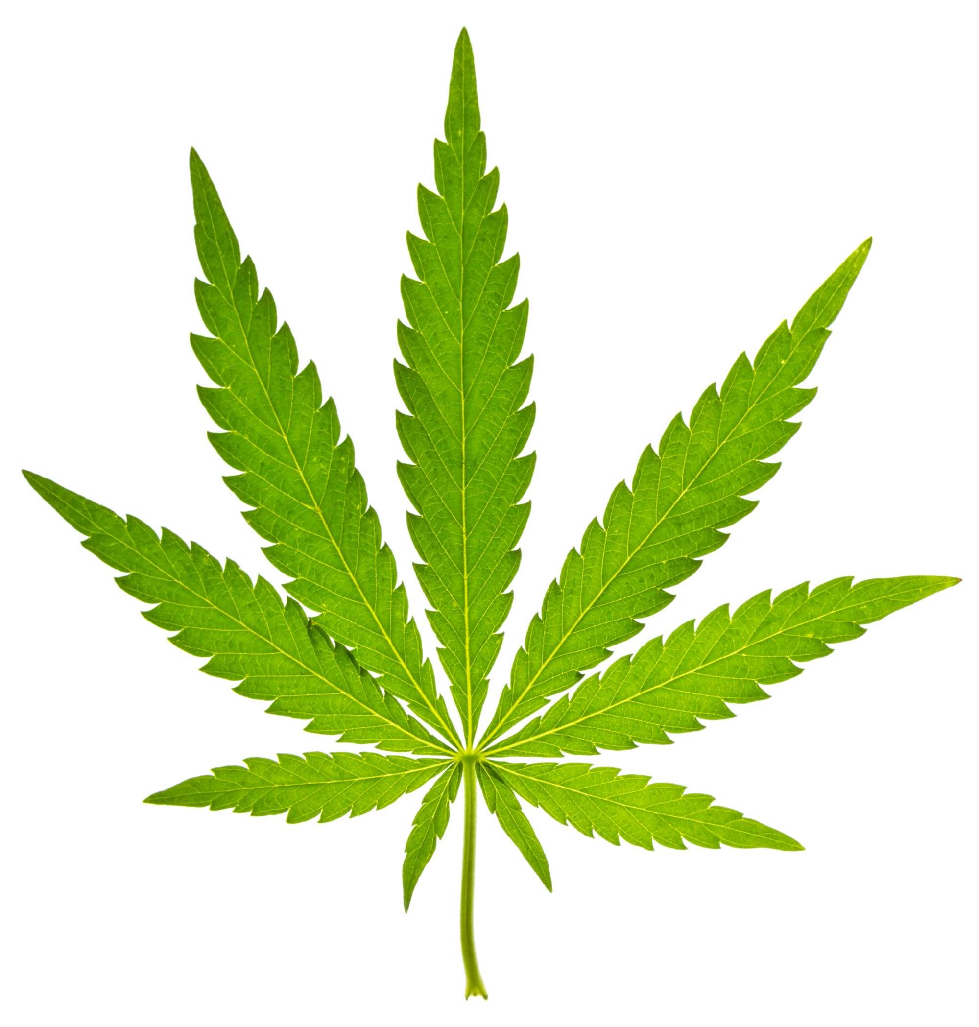 BIO Hanf Likör 0.35 l, 18 vol%