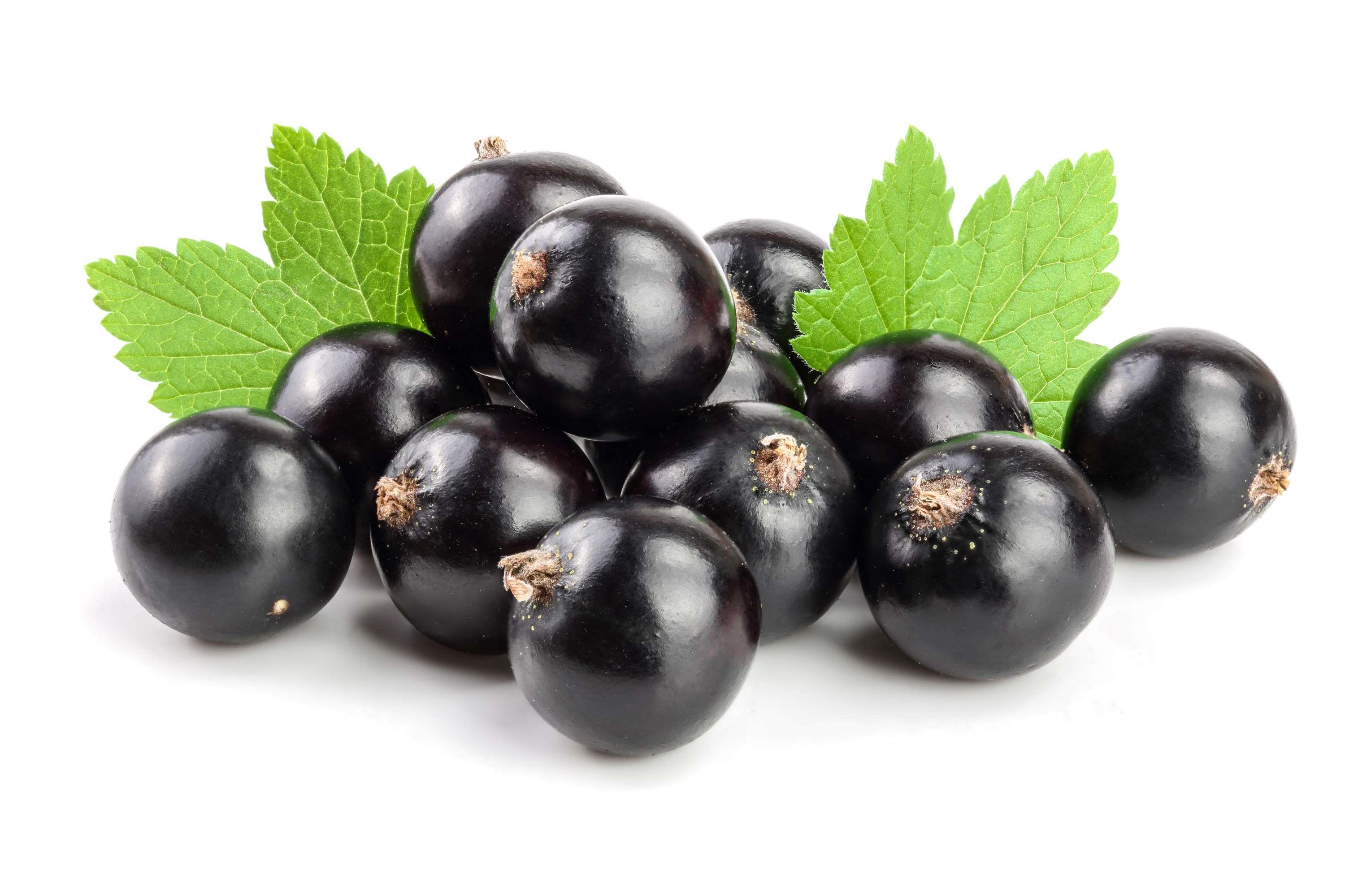 Bio Cassis Likör: 20 % Fruchtsaft, intensive schwarze Johannisbeere – Genuss pur